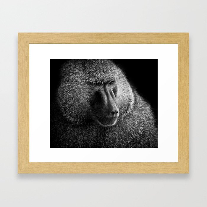 Baboon I Framed Art Print