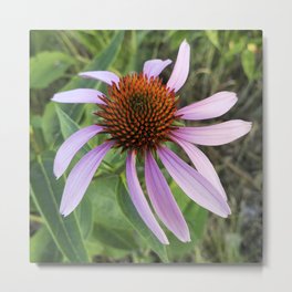 Purple Coneflower Metal Print | Color, Flower, Purpleconeflower, Digital, Wildflower, Prairie, Pink, Mauve, Savanna, Echinacea 