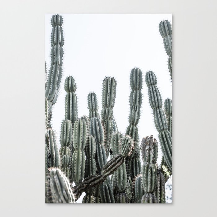 Minimalist Cactus Canvas Print