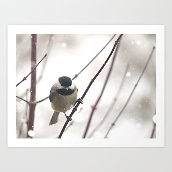 Chickadee in Winter Art Print