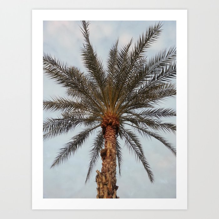 Palm tree Art Print