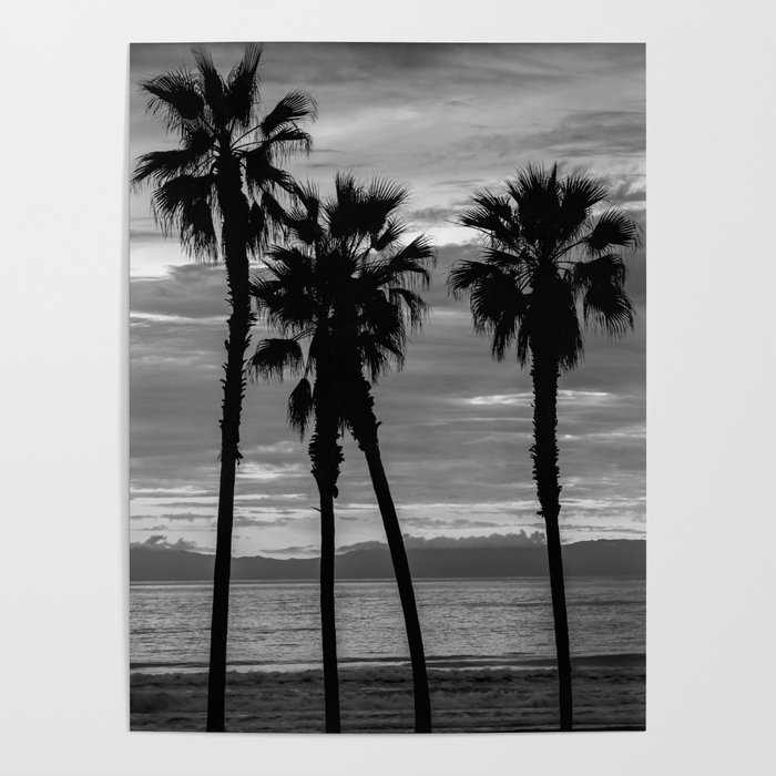 Sunset Though The Palms 1-13-19 (B&W) Poster