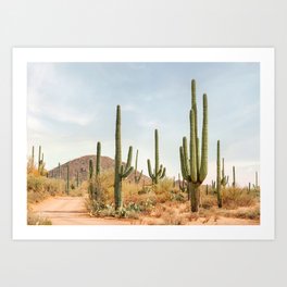 Sonoran Desert Art Print
