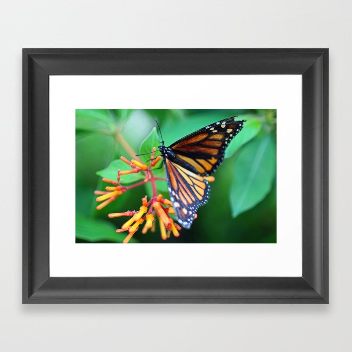 A Delightful Seduction Framed Art Print by Photography by Michiale