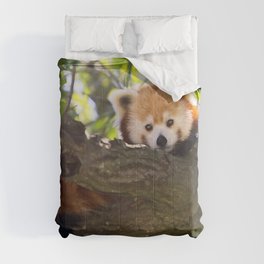 Red Panda Cutie Comforter