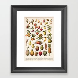 Adolphe Millot - Fruits exotiques - French vintage botanical illustration Framed Art Print