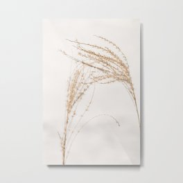 Plumes of ornamental grass 'Miscanthus Sinensis Silberfeder' in the snow. Metal Print | Naturalcolor, Photo, Winter, Fragile, Snow, Rural, White, Minimalistic, Grass, Color 