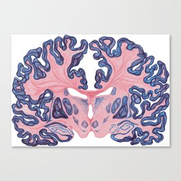 Gyri and Swirls of Human Brain Canvas Print