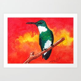 Sunset Hummingbird  Art Print