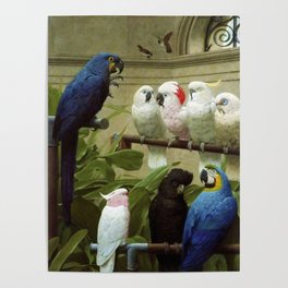 Hyacinth Macaw, Black Cockatoo, Cockatoos, Peach Cockatoo Select Committee by Henry Stacy Marks Poster
