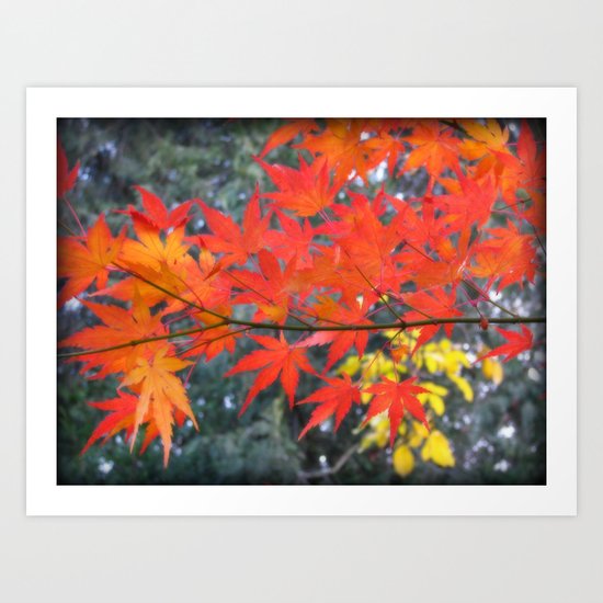 November maple Art Print