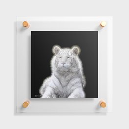 Spiked White Bengal Tiger Floating Acrylic Print