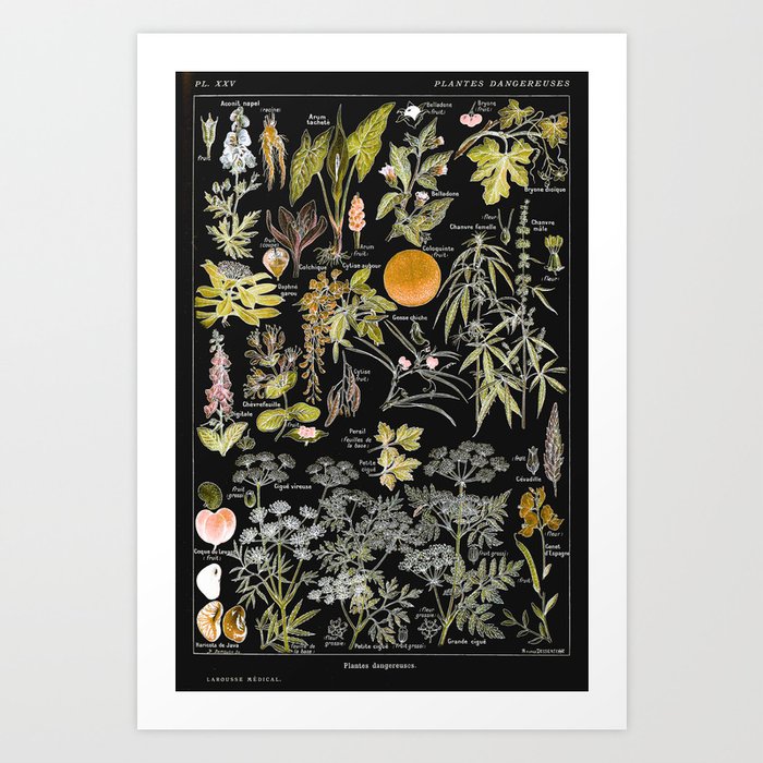 Adolphe Millot - Plantes dangereuses B (dangerous plants B) Art Print