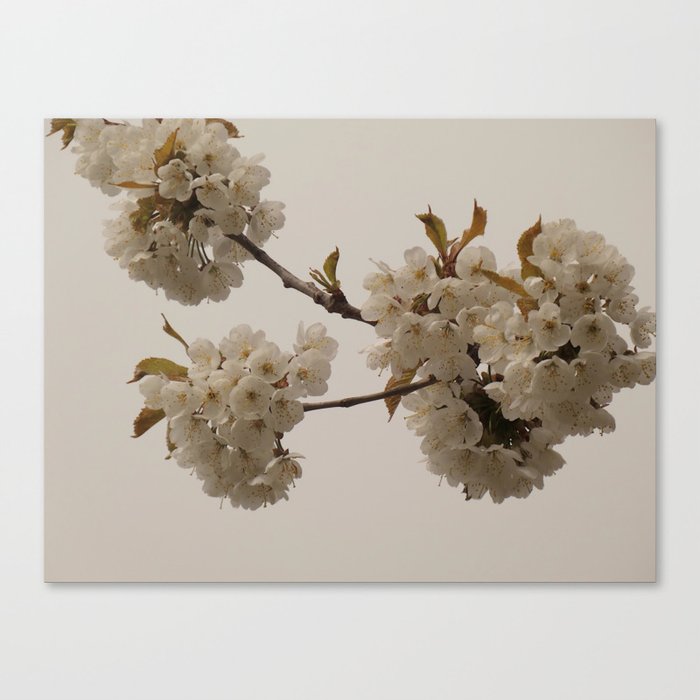 Spring White Cherry Blossoms in the Scottish Highlands  Canvas Print