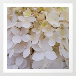 White Hortensia pattern Art Print