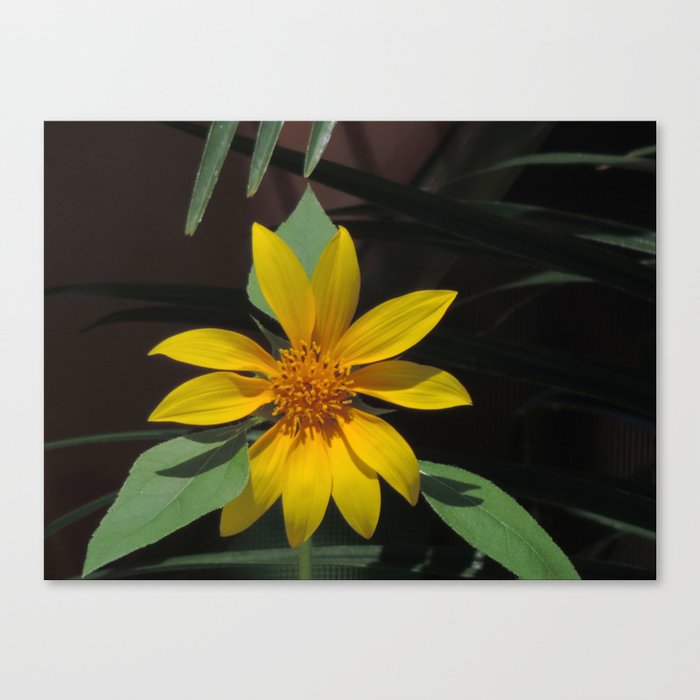 Black oil sunflower Canvas Print