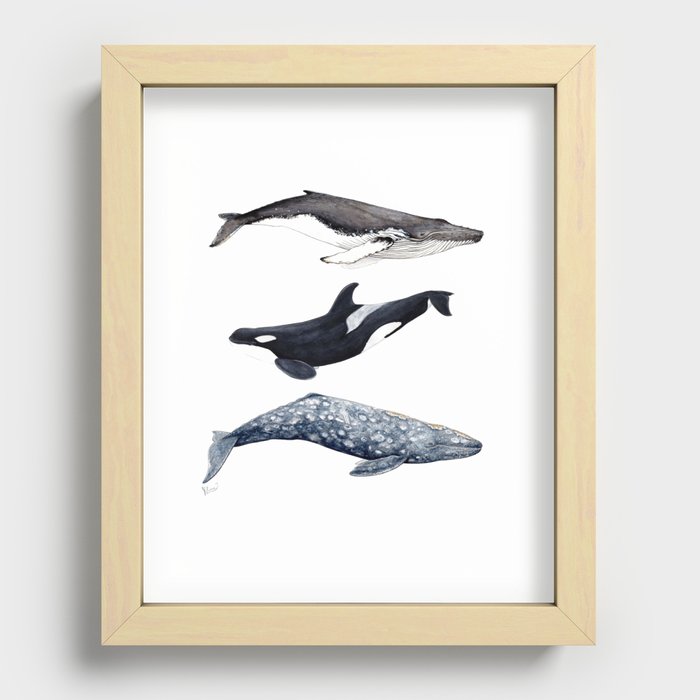 Orca, humpback and grey whales Recessed Framed Print