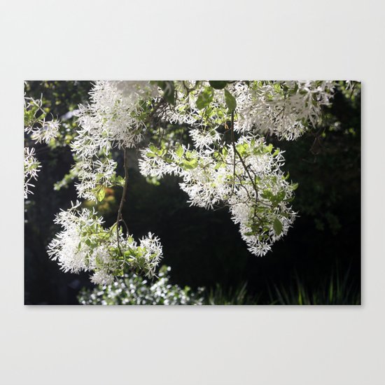 Spring fiesta Canvas Print