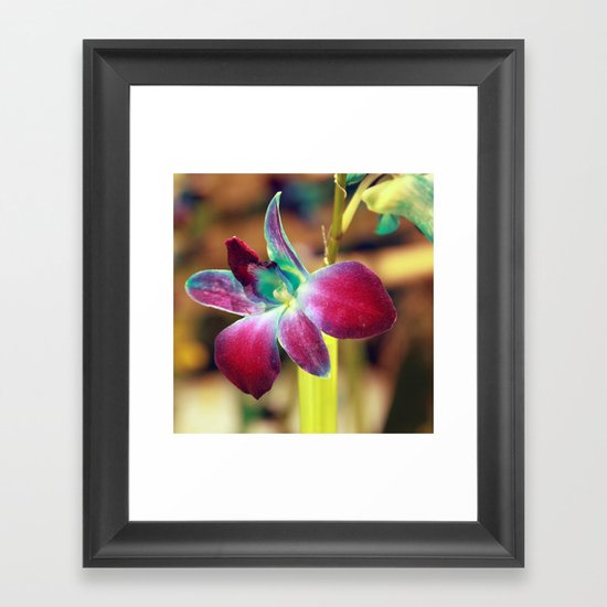 Dendrobium Orchid Framed Art Print
