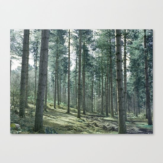 The pines forêt Canvas Print