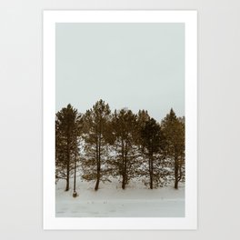 Snowy Evergreens Art Print