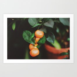 Fruitful Art Print | Green, Film, Orange, Leaves, Nature, Color, Fruit, Northcarolina, Oranges, Photo 