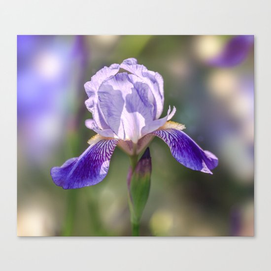 Iris Canvas Print
