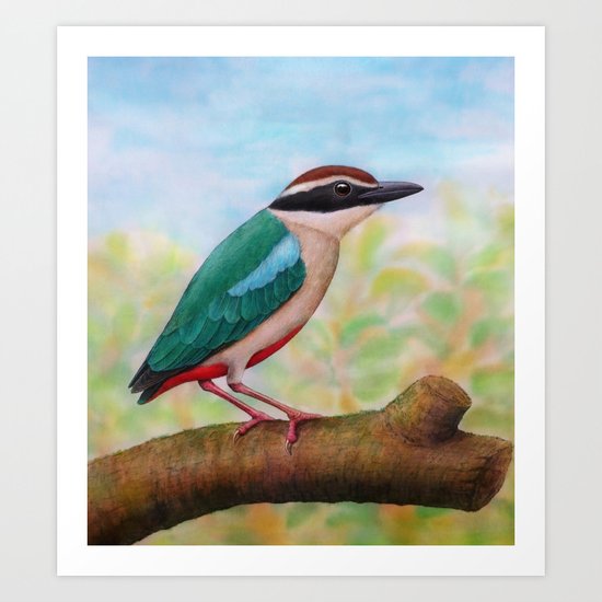 Fairy Pitta Art Print