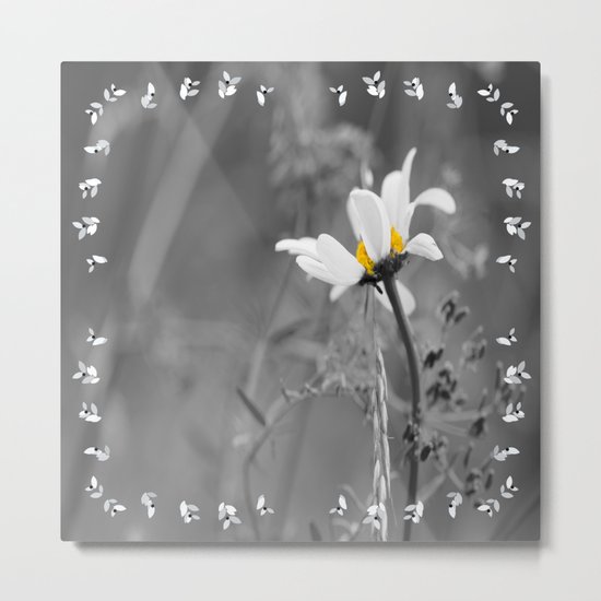White daisy on a grey day Metal Print
