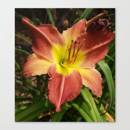 Maroon and Gold Beauty Canvas Print