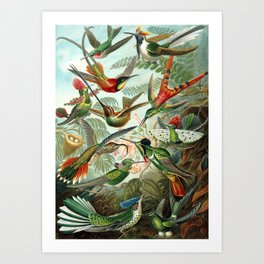 Ernst Haeckel Hummingbirds Art Print