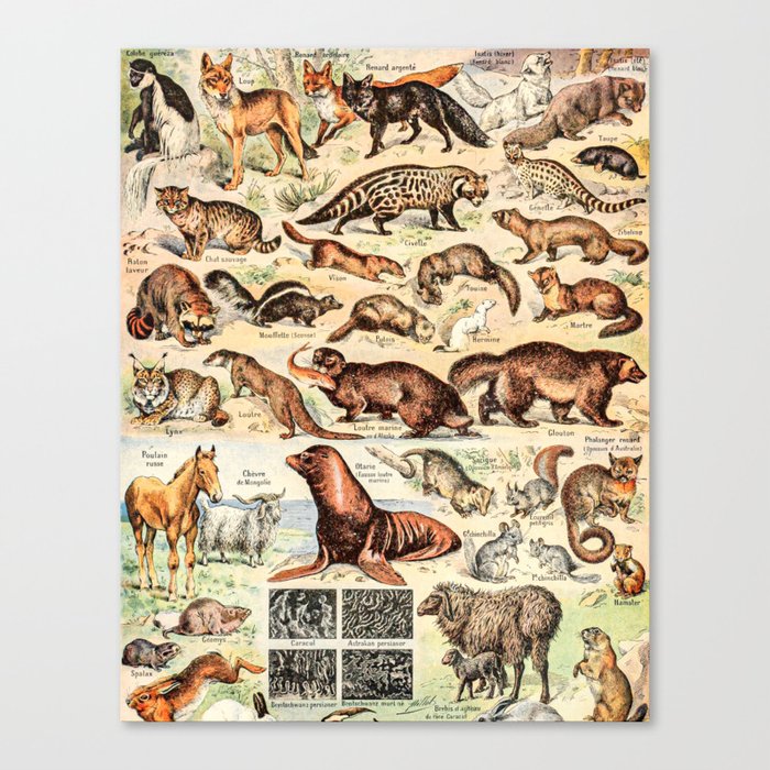 Cute Animals // Fourrures by Adolphe Millot XL 19th Century Science Textbook Diagram Artwork Canvas Print