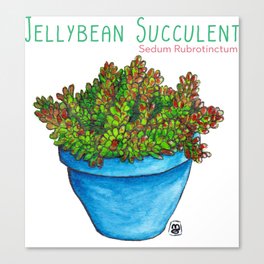 Jellybean Succulent Canvas Print