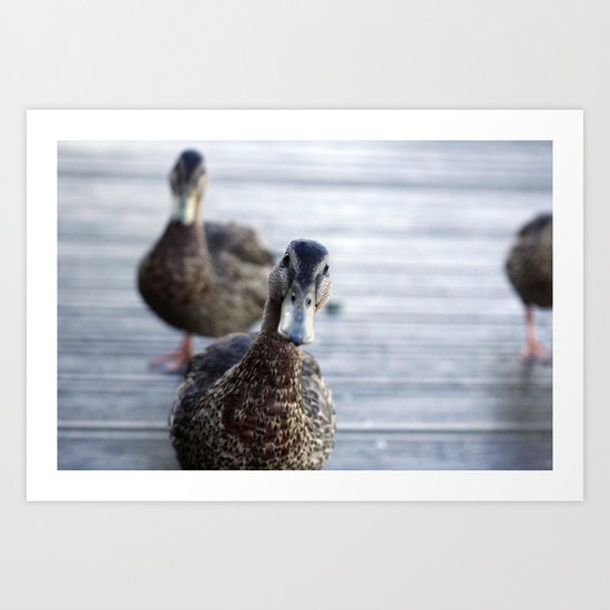 Curious duck Art Print