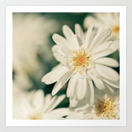 White flower Art Print