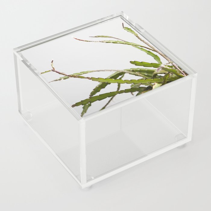Lepismium  |  The Houseplant Collection Acrylic Box