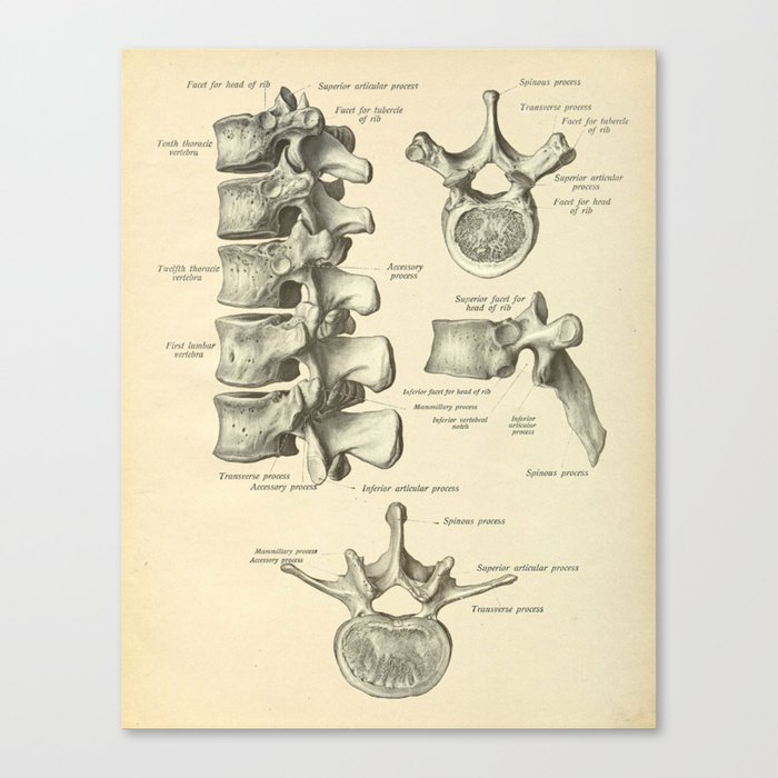 Vintage Human Vertebrae Anatomy Print Canvas Print