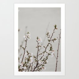 Spring Blossoms No. 1 Nature Photography Art Print