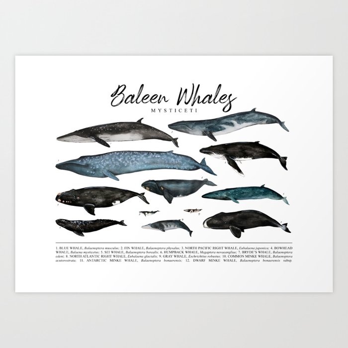 Baleen Whales - Mysticeti Art Print