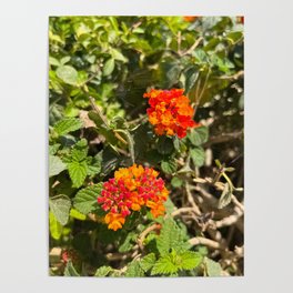 Pink Red Orange Yellow Common Lantana Camara Flowers With Green Leaves - West Indian Lantana Yellow Sage  Poster