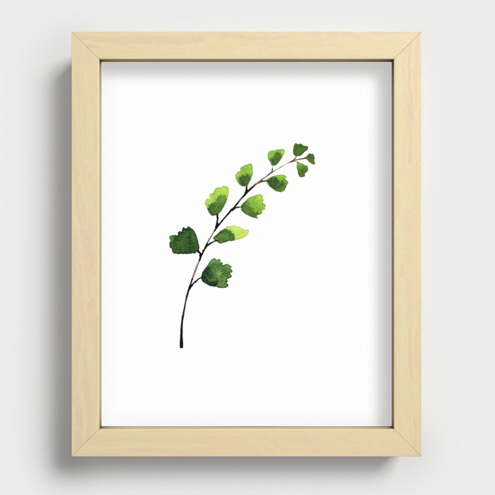 Adiantum capillus-veneris Recessed Framed Print