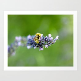 Lavender Bee Art Print