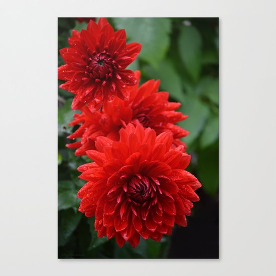 Fresh Rain Drops - Red Dahlia Canvas Print