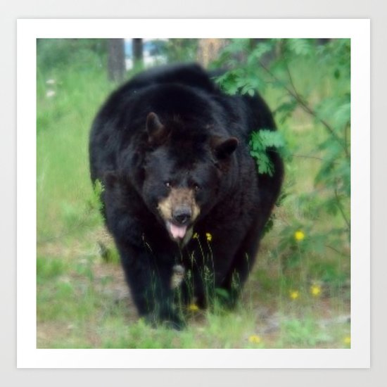 Black Bear Art Print