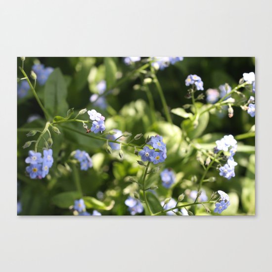 Forget-me-nots Canvas Print