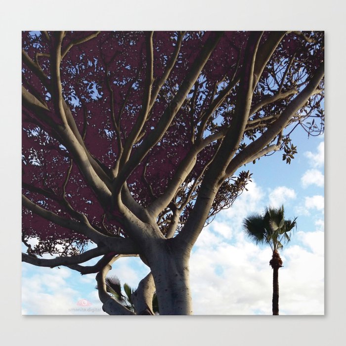 California Tree under Bright Clouds Canvas Print