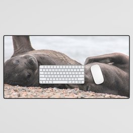 Argentina Photography - Southern Elephant Seals Laying On The Beach Desk Mat