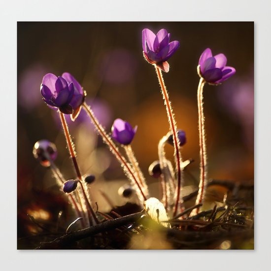 Hepaticas in The Glare Of The Sun Canvas Print