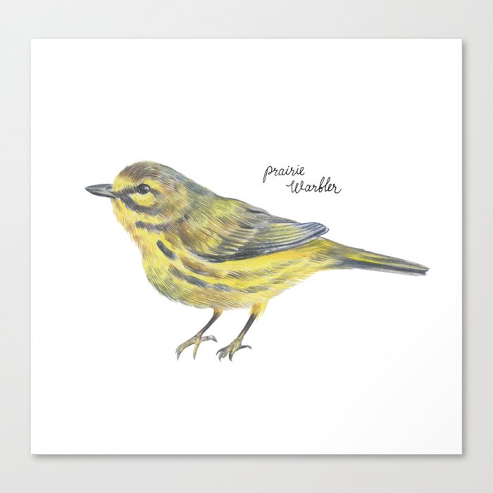 Prairie bird Canvas Print
