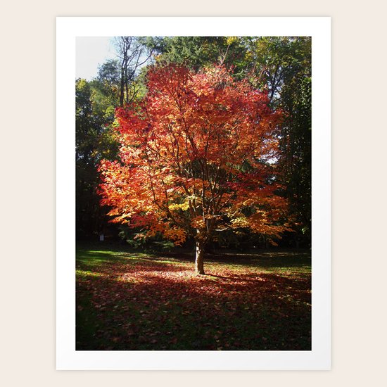 Autumn Splendor Art Print